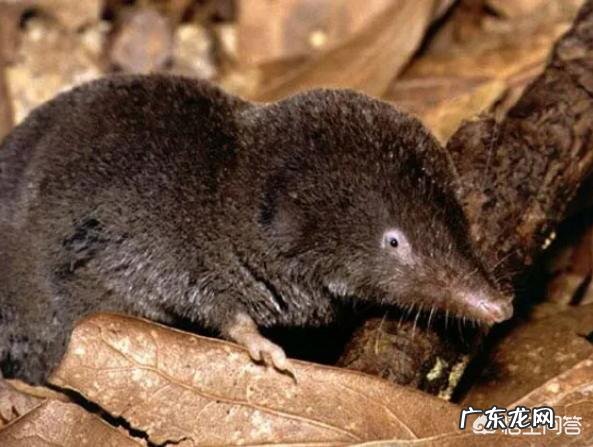 海里、陆地上最凶残的动物分别是哪种