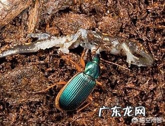 海里、陆地上最凶残的动物分别是哪种