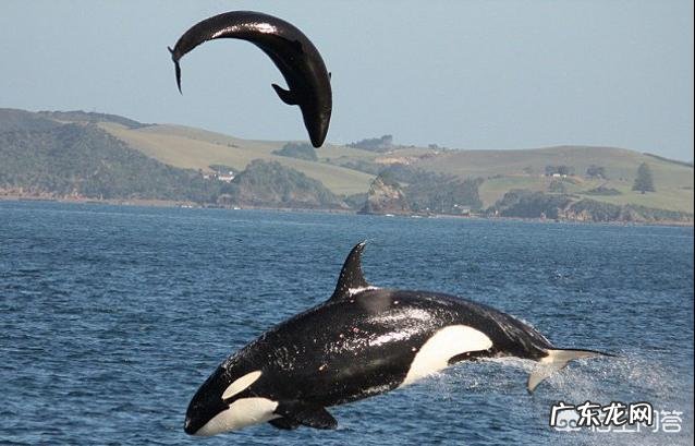 海里、陆地上最凶残的动物分别是哪种