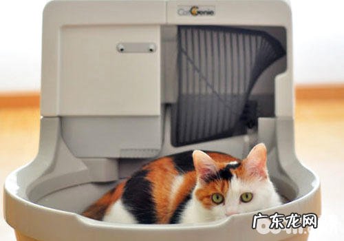 新式猫砂盆:猫咪的奢华马桶?