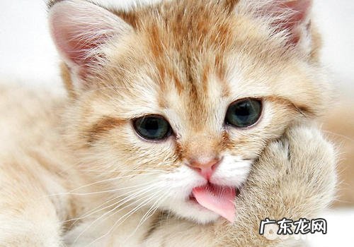 猫咪有哪些常见坏习惯