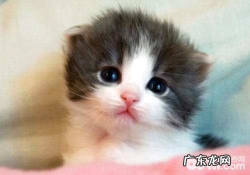 猫咪有哪些常见坏习惯