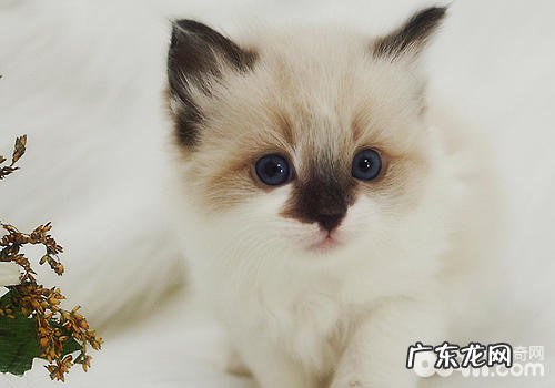 布偶猫的常见行为有哪些