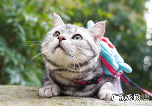 布偶猫需不需要溜