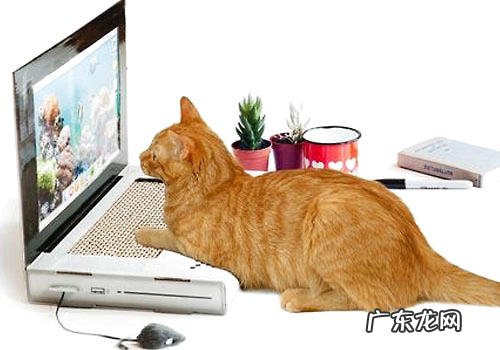 猫咪的高科技玩具有哪些?