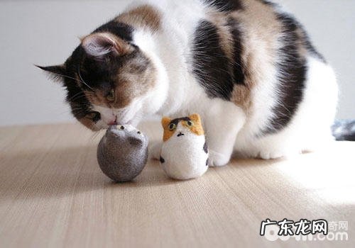 猫咪的高科技玩具有哪些?