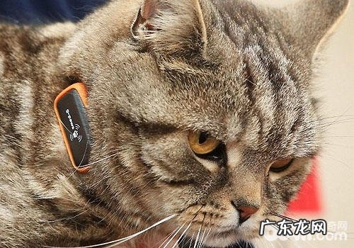 猫咪GPS：主人再也不必忧虑猫咪迷路了