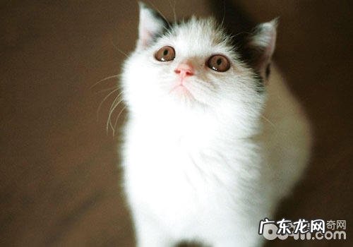 猫咪有哪些超能力？