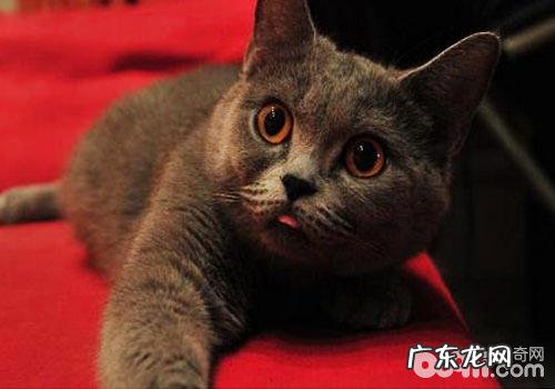 爱探险的英国短毛猫