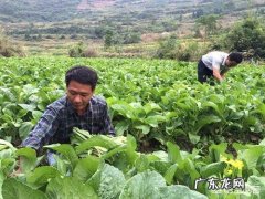 青菜对于广东人是一种什么样的存在？