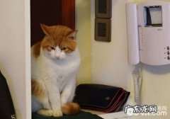 猫咪也通人道？