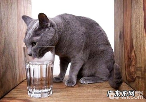 冬季怎么让猫咪纵情喝水