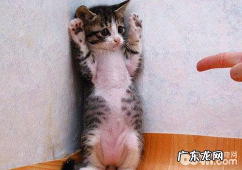 做什么工作能使猫咪感到美好?