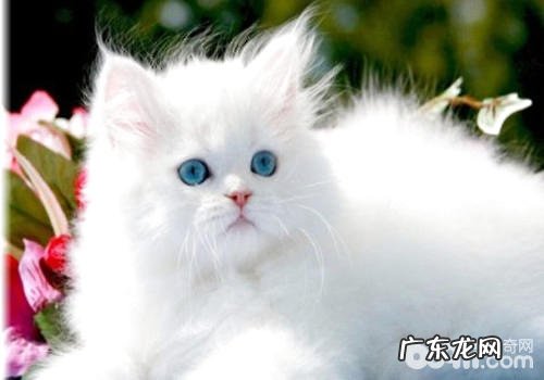 白色波斯猫的价格是多少？