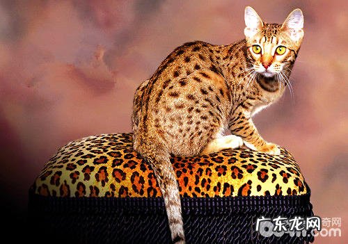 埃及猫的喂食办法