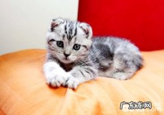 折耳猫喂养需谨慎