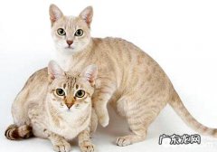 澳大利亚土生土长的雾猫长什么样？