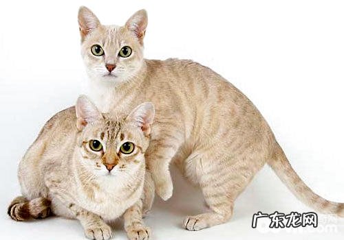 澳大利亚土生土长的雾猫长什么样？