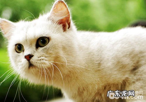 引吭高歌,猫咪是巨大的歌唱家?