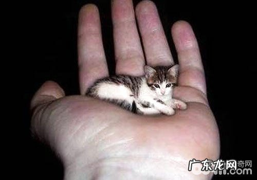 茶杯猫产自何处?