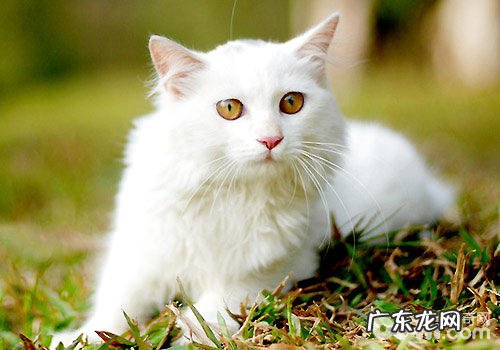 山东狮子猫有哪些种类
