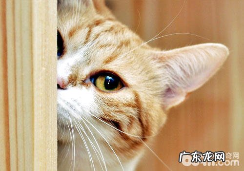 浪漫的法兰西,高雅的法国猫咪