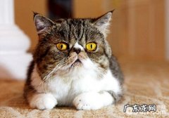 异国短毛猫去哪里买比较适宜？