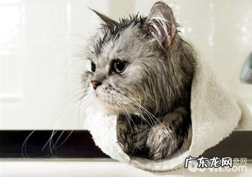 一种猫咪免水干洗的办法