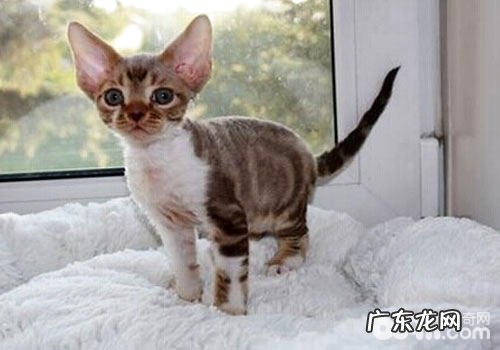 猫之精灵——德文卷毛猫