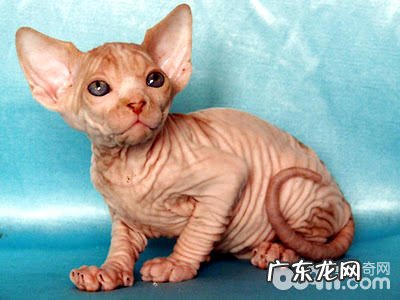 常见的无毛猫有哪些