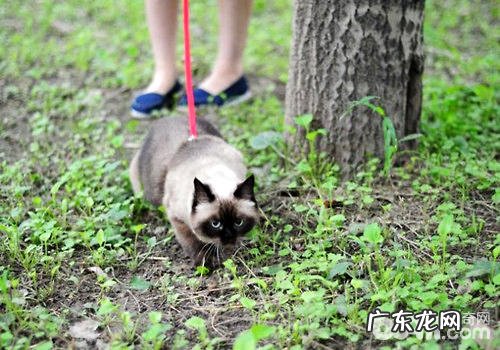 猫咪也需求遛么?