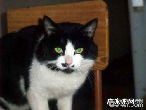 猫眼晚上会发亮的隐秘