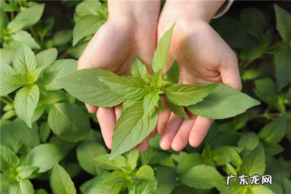 十大名贵香料 中国十大香料