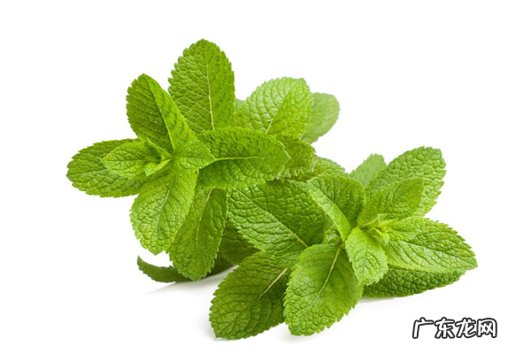 十大名贵香料 中国十大香料