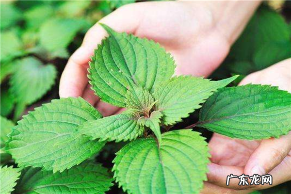 十大名贵香料 中国十大香料