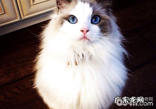 布偶猫吐逆怎么办？