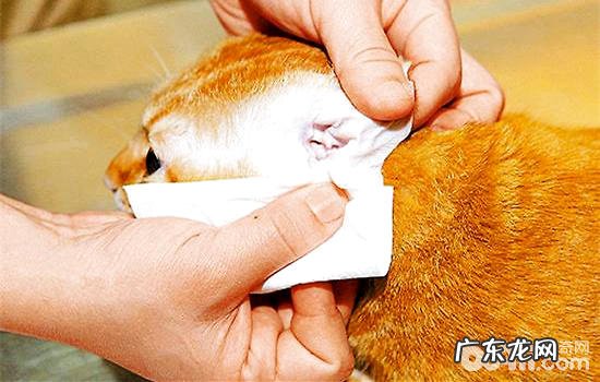 猫咪清洁你疏忽了哪些地方？