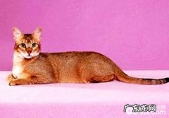 希姆利克猫和曼岛猫有什么关系？
