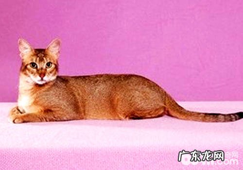 希姆利克猫和曼岛猫有什么关系?