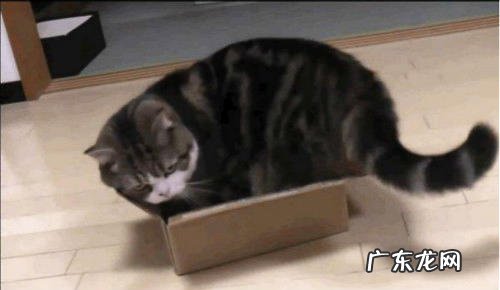 猫咪的七种奇怪行为及其意义