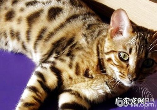 埃及猫是神的化身?