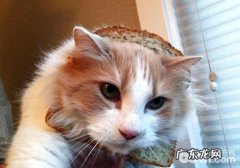 西班牙：猫咪与人相等？