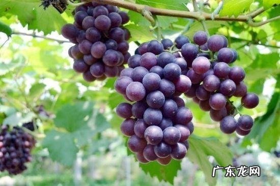 冬天吃什么水果比较好呢？