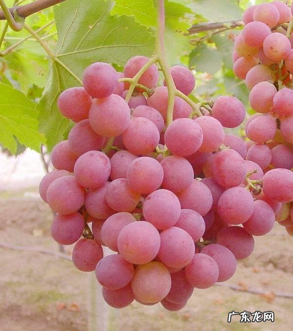 冬天吃什么水果比较好呢？