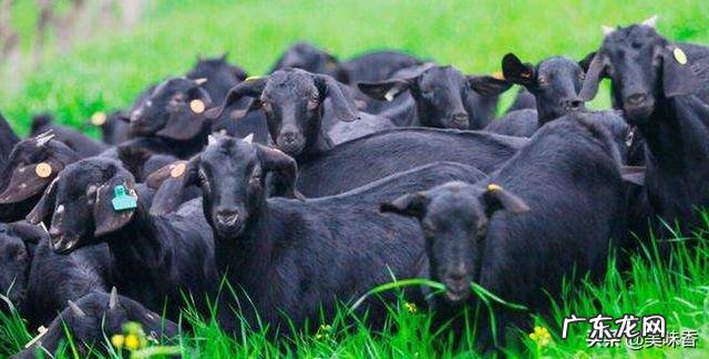 杜泊羊和萨福克羊哪个圈养好 杜泊与萨福克羊哪个产羔率高?