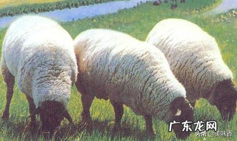 杜泊羊和萨福克羊哪个圈养好 杜泊与萨福克羊哪个产羔率高?