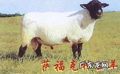 杜泊羊和萨福克羊哪个圈养好 杜泊与萨福克羊哪个产羔率高?