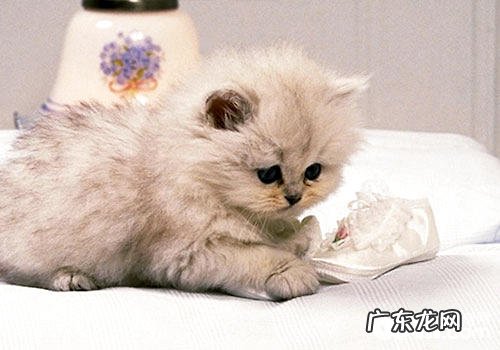 翱翔的荷兰，翱翔的荷兰猫船