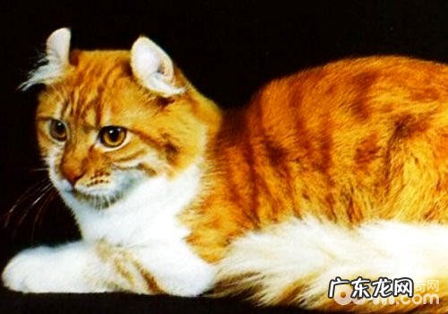 加州闪亮猫有多闪亮?