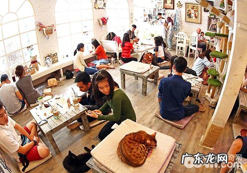 泰国不只盛产妖,猫咪也是“特产”哦